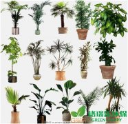 科學(xué)挑選室內(nèi)植物