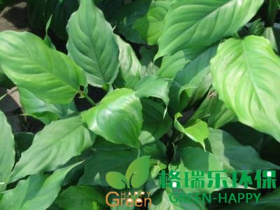 武漢除甲醛，武漢治理