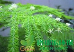 武漢凈化室內(nèi)空氣植物-文竹