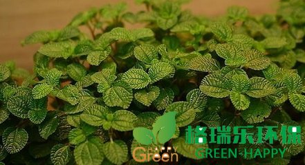 甲醛治理，甲醛污染，武漢除甲醛，