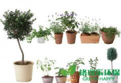 吸收甲醛是植物的防御機(jī)制