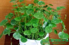 武漢凈化室內(nèi)空氣植物-金錢草