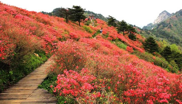 麻城被譽為杜鵑花城，有麻城杜鵑甲天下之說。每到春末夏初，漫山遍野的紅杜鵑競相開放，云蒸霞蔚，美不可言，讓千萬游客流連忘返，這也讓麻城多了一個花城的美名。  今年因為疫情的原因，都在家呆了兩個月，此次出行團建，主要是為了放松大家的心情，讓格瑞樂的小伙伴們呼吸一下大自然的新鮮空氣，這也讓我們更加堅信只有在大自然般清新及安全環(huán)保的室內(nèi)空氣環(huán)境中，人們才會全身心的放松。我環(huán)保，我快樂，格瑞樂只做一件事，那就是堅持做好室內(nèi)環(huán)境凈化治理工作，在往后的日子里格瑞樂將繼續(xù)為各位有需要的朋友們帶來如大自然般清新的室內(nèi)空氣。
